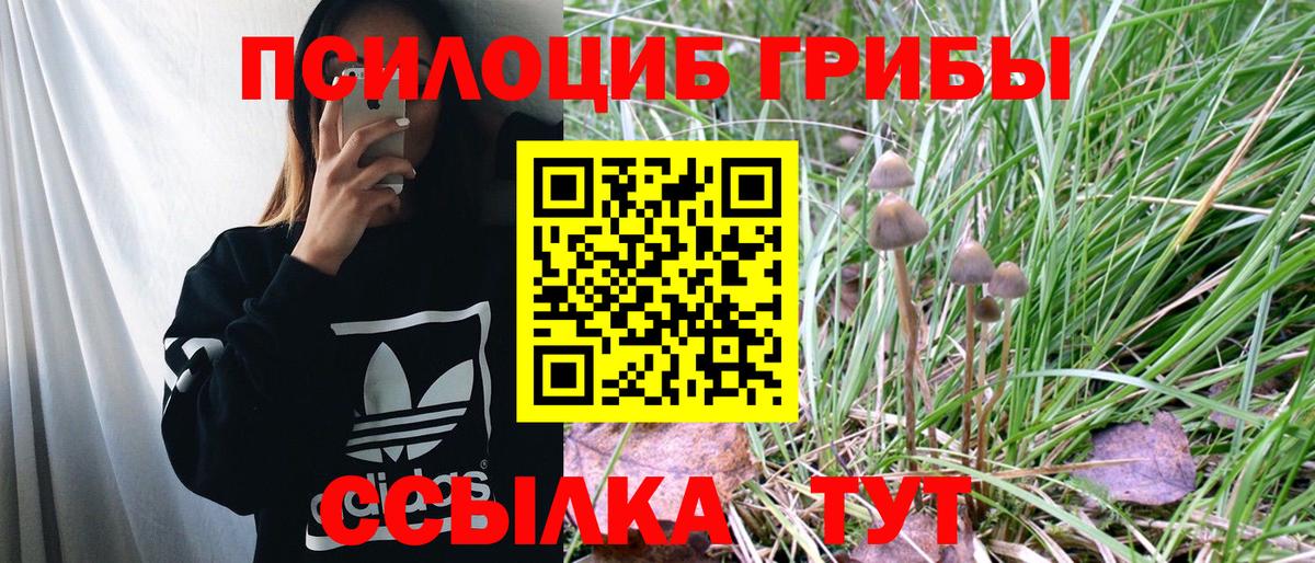 Донской  Псилоцибиновые грибы Psilocybine cubensis  Вход с VPN 